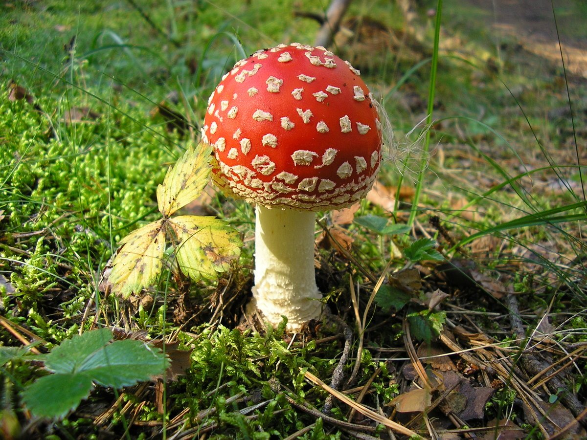 Поганка смешная