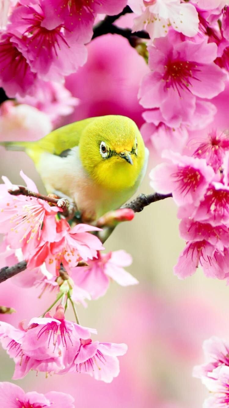 Весенние птицы