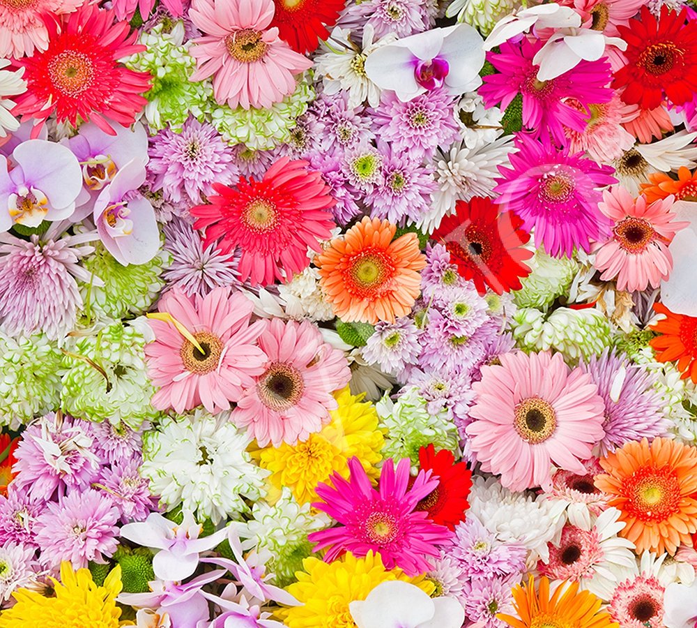 Красивые цветочки