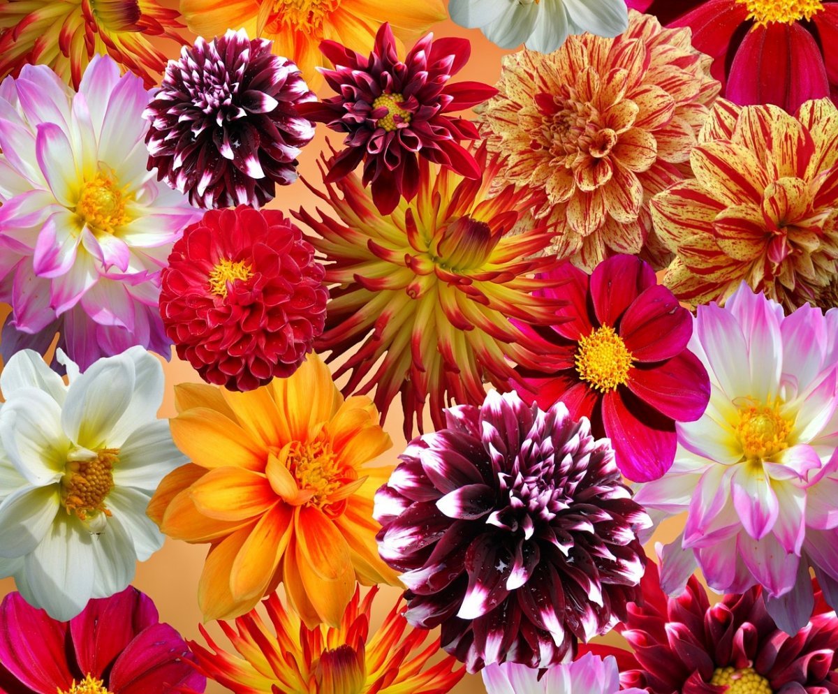 Хризантема Глория