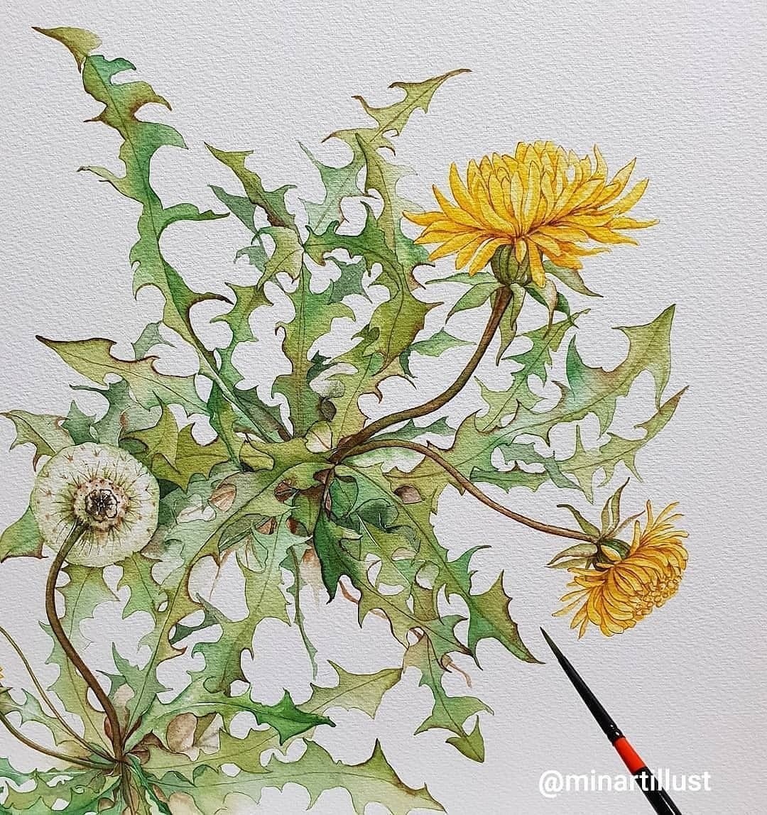 Ботаническая иллюстрация одуванчик