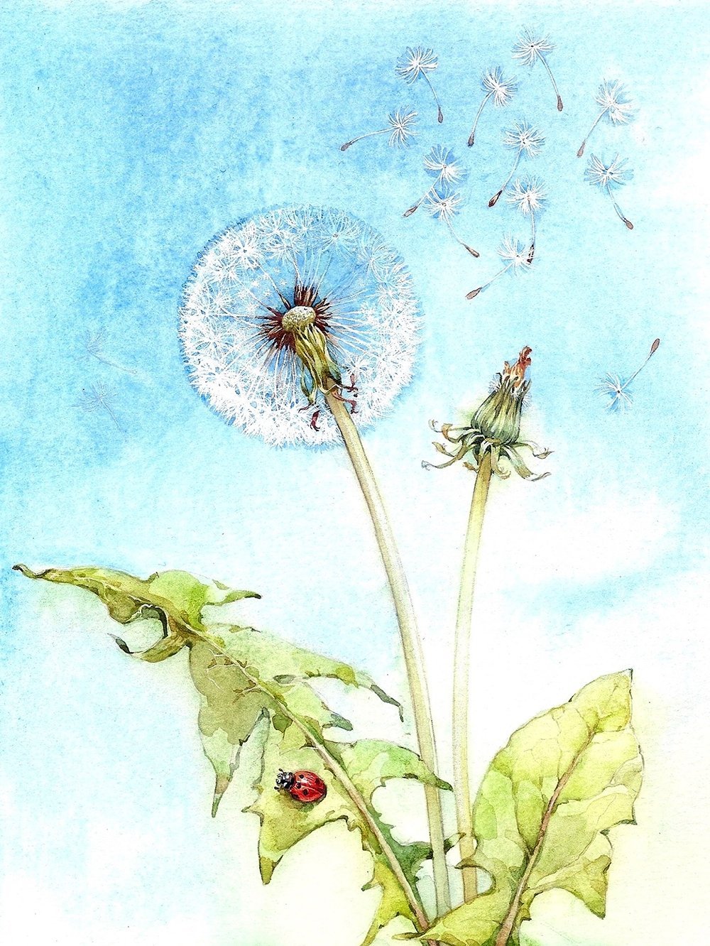 Одуванчик иллюстрация