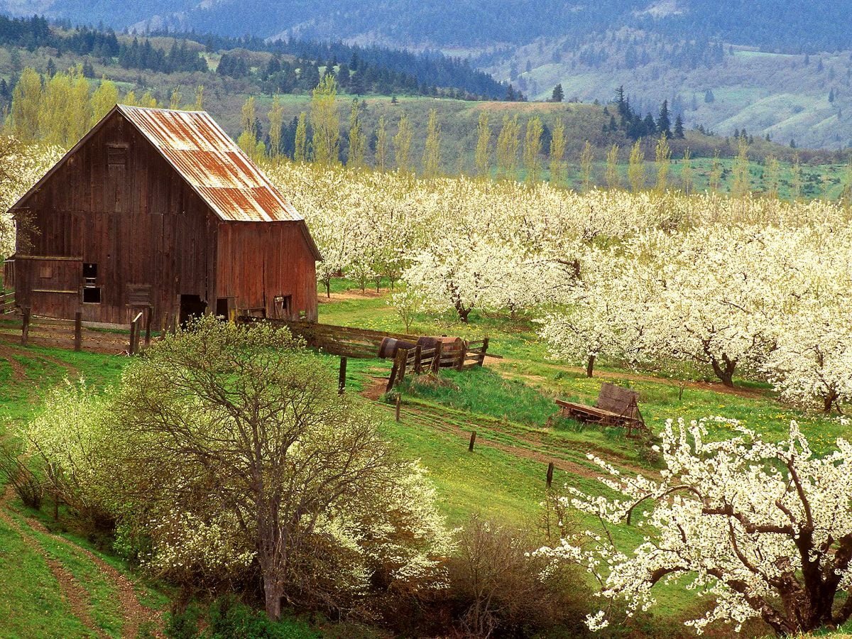 Деревенская природа