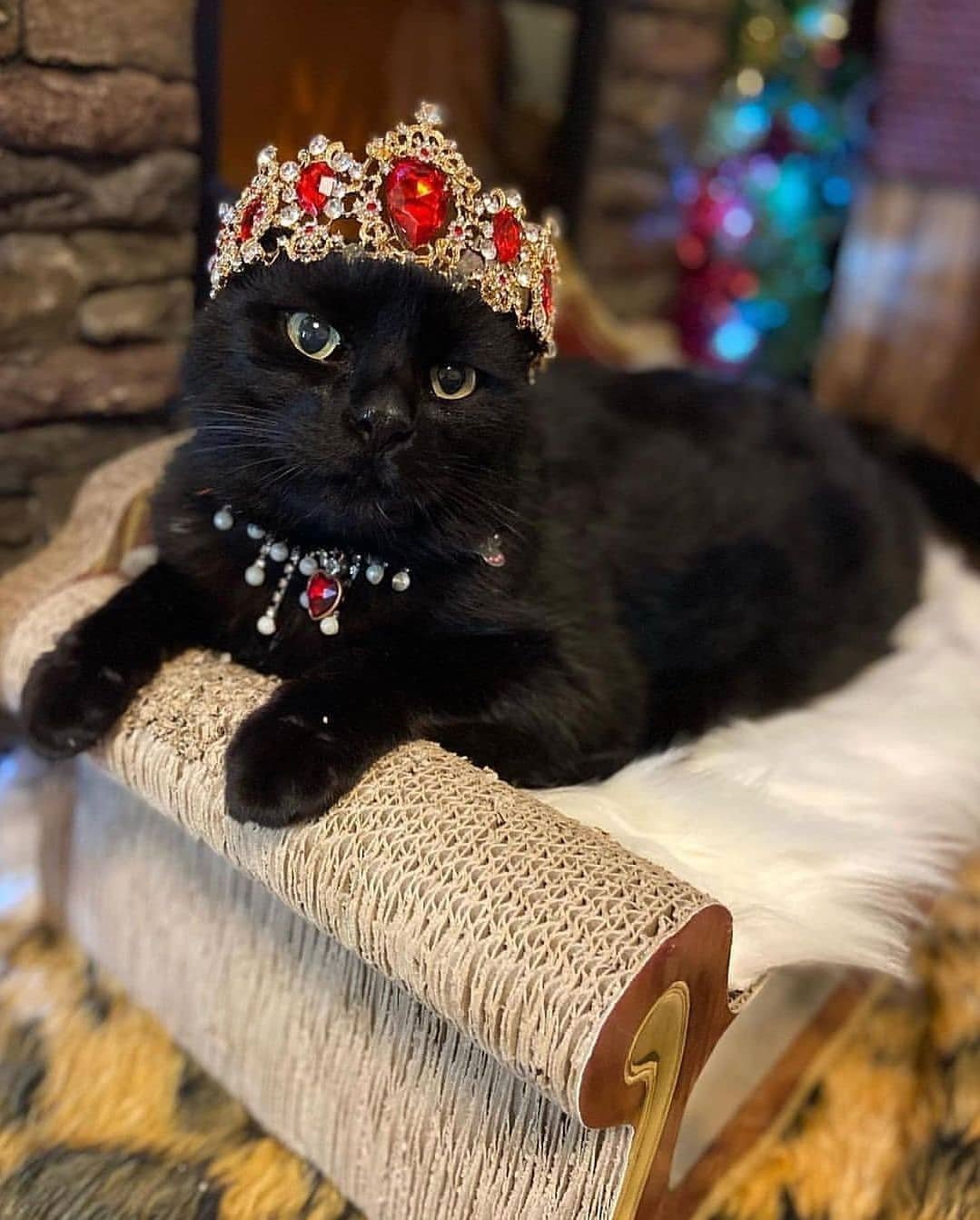 Рыжая кошка Королева