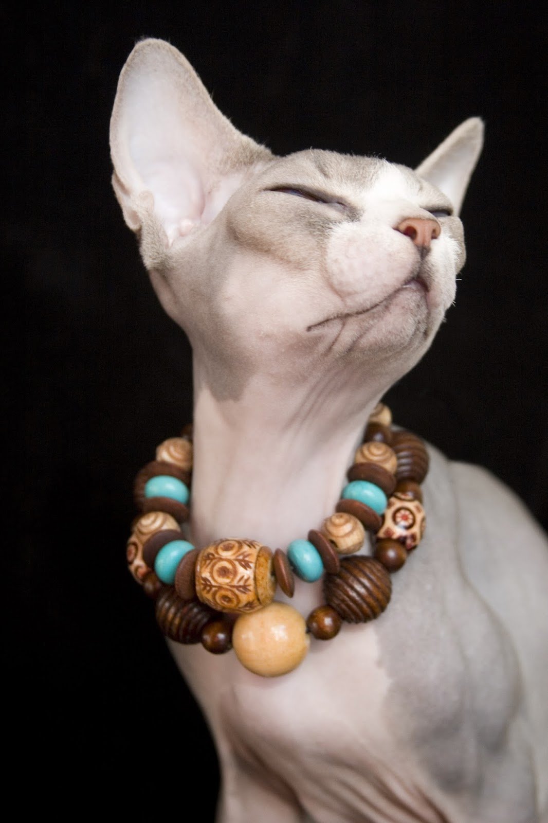 Элегантная кошка