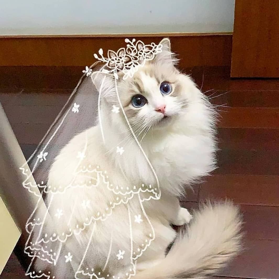 Нарядная кошка