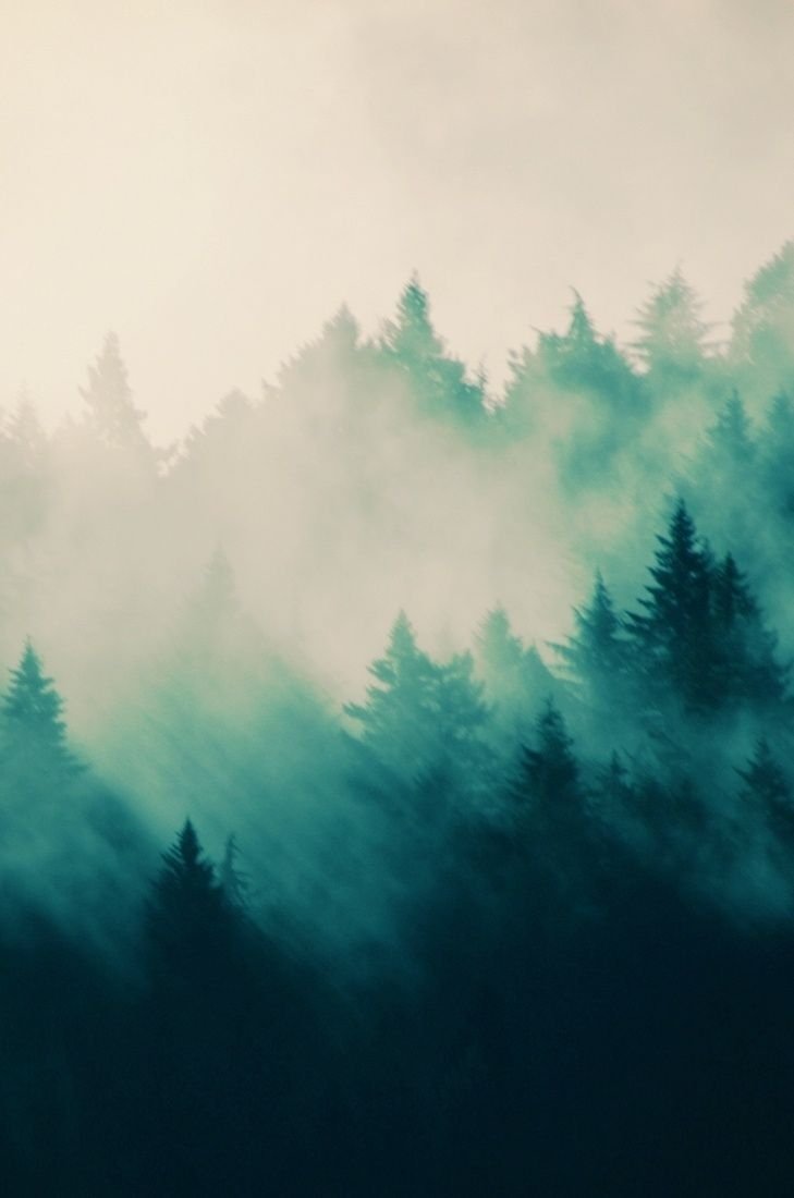 Еловый лес в тумане арт