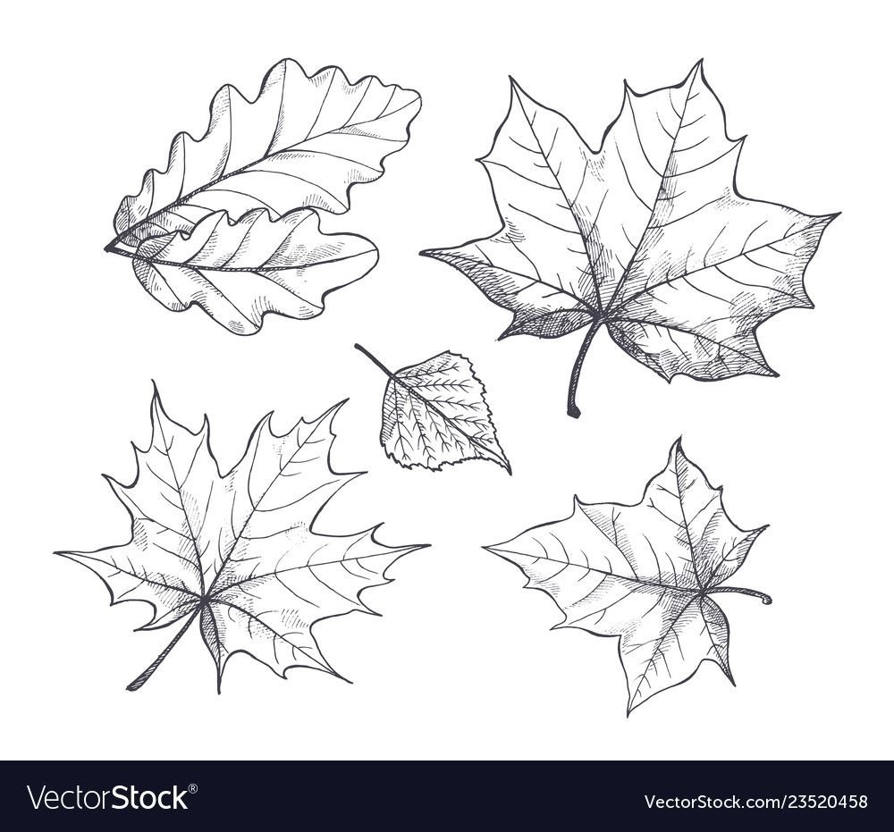 Кленовый лист скетч