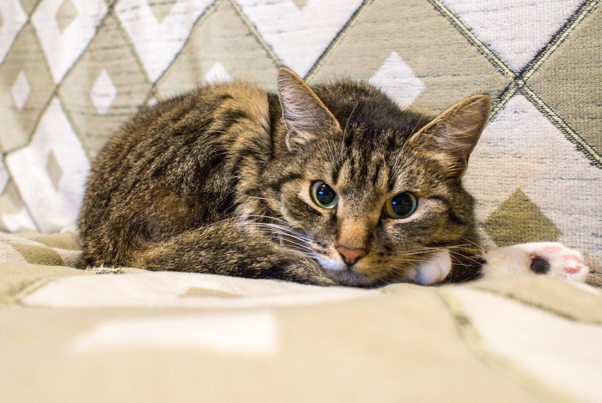 Задумчивый котенок фото