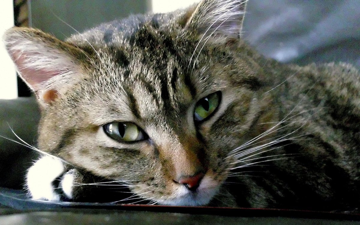 Грустный задумчивый кот