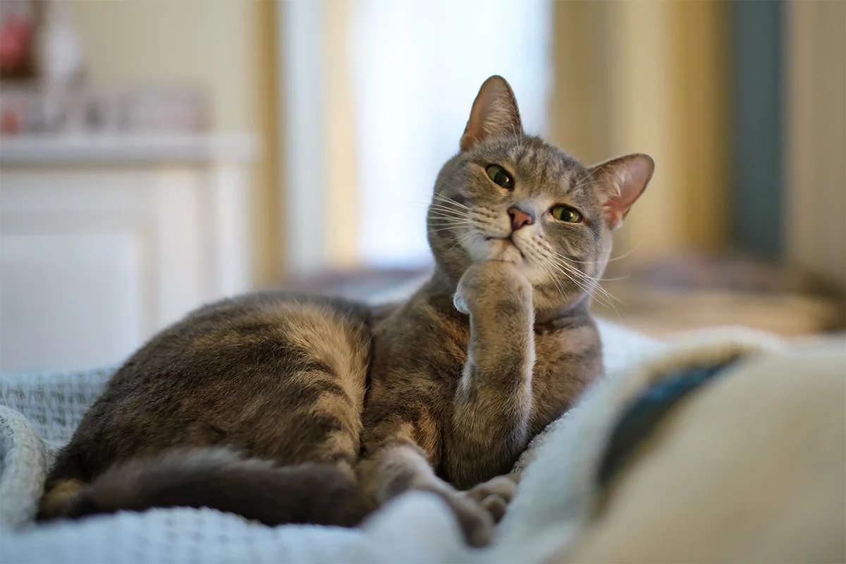 Задумчивая кошка