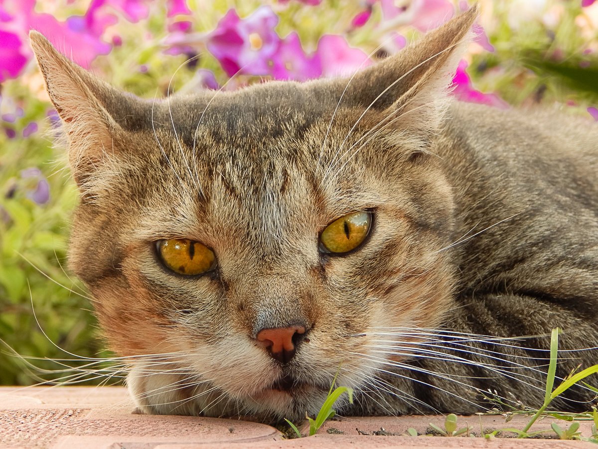 Мечтательный кот