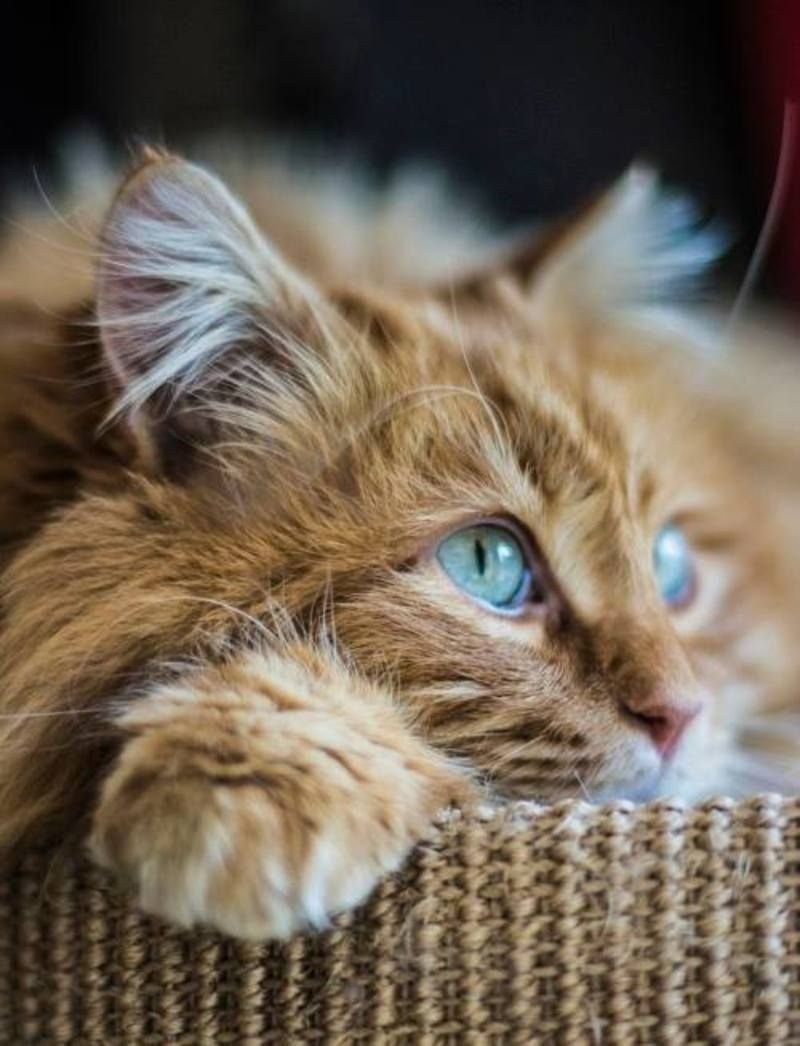 Задумчивый котик