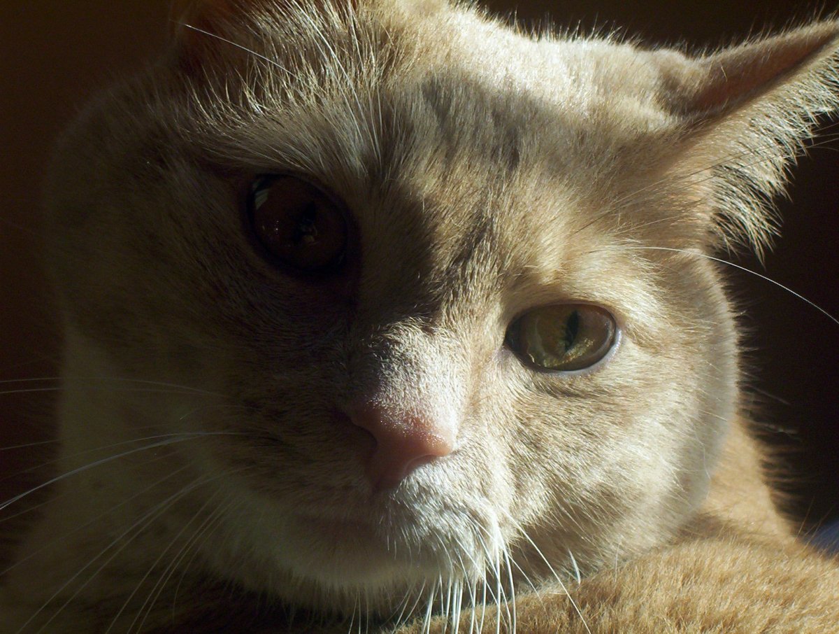 Задумчивый котенок