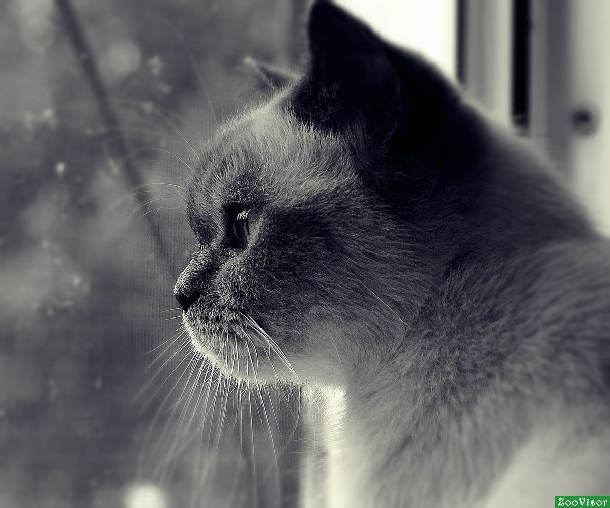 Вертикальные картинки задумчивые коты