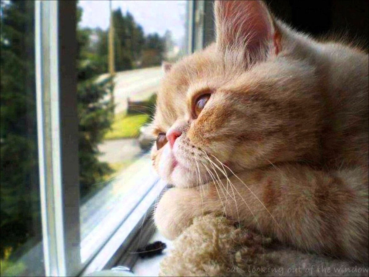 Котенок ждет