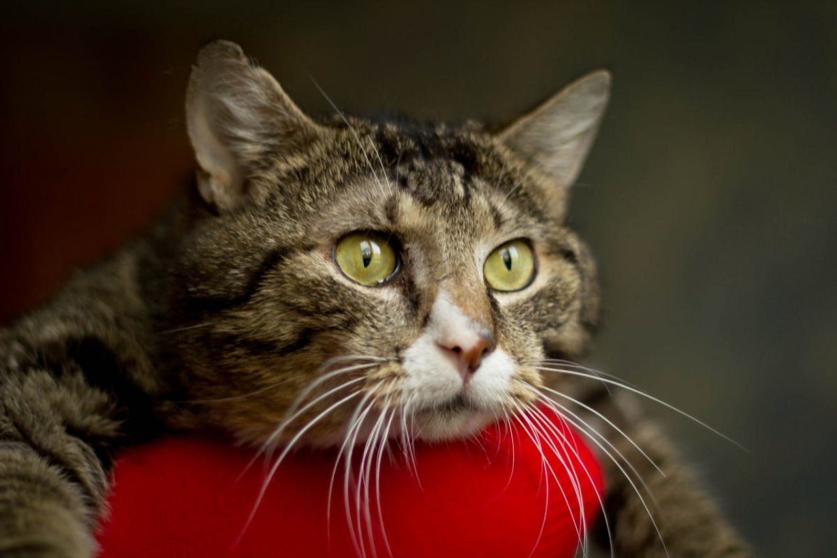 Кот задумчивый