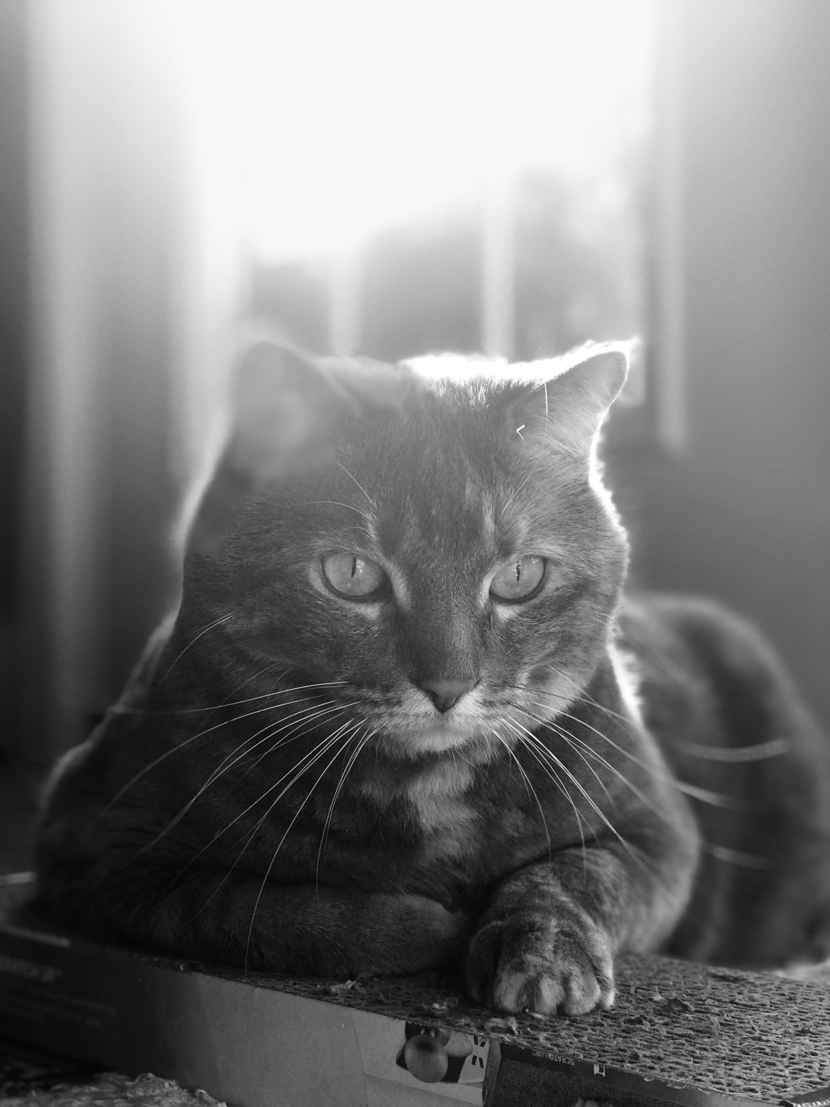 Кот задумчивый