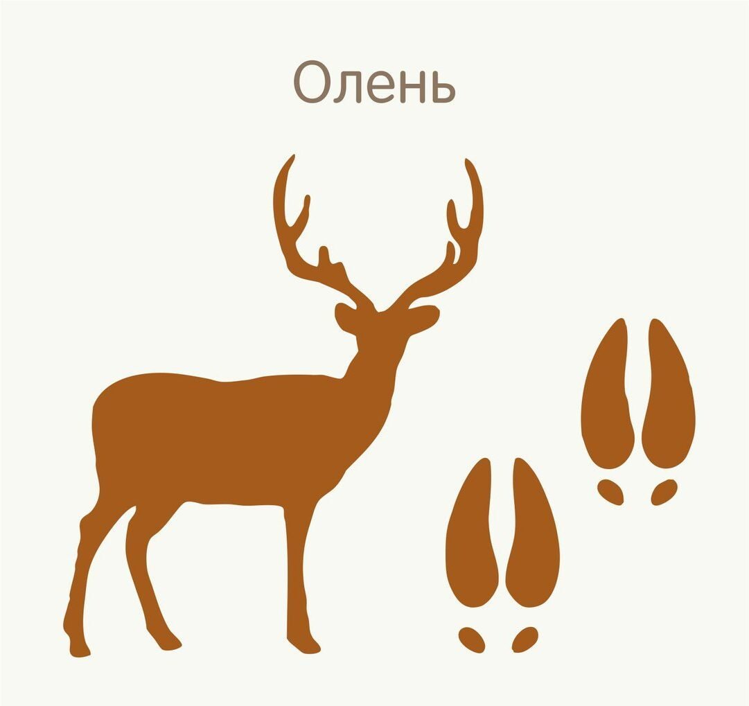 След енотовидной собаки на земле