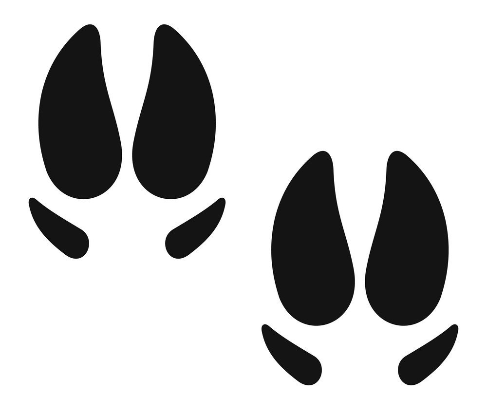 Следы свиньи