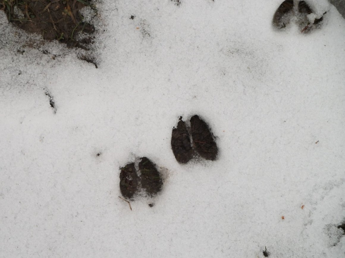 Следы косули на снегу фото