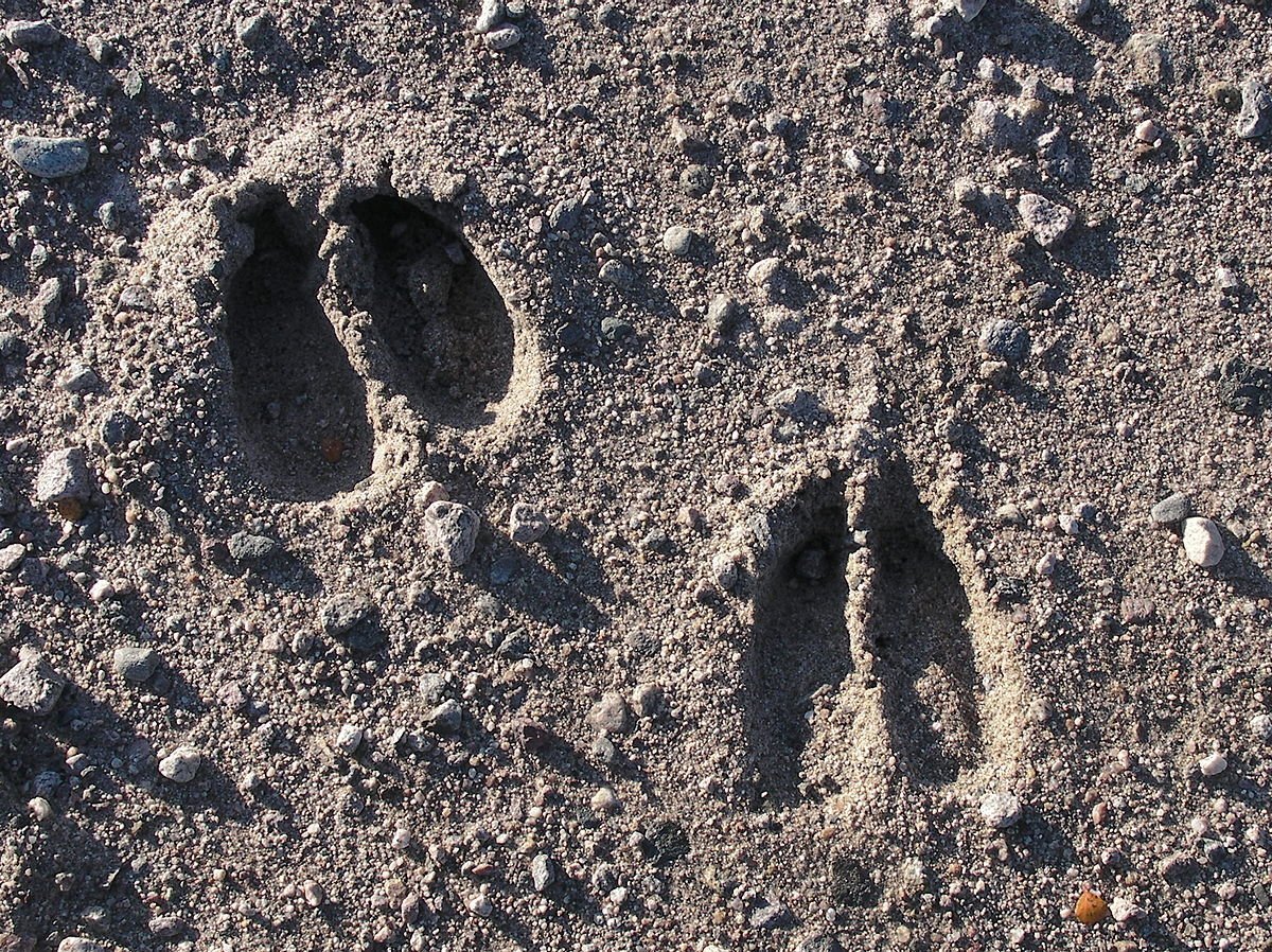 Следы кабана и лося на земле