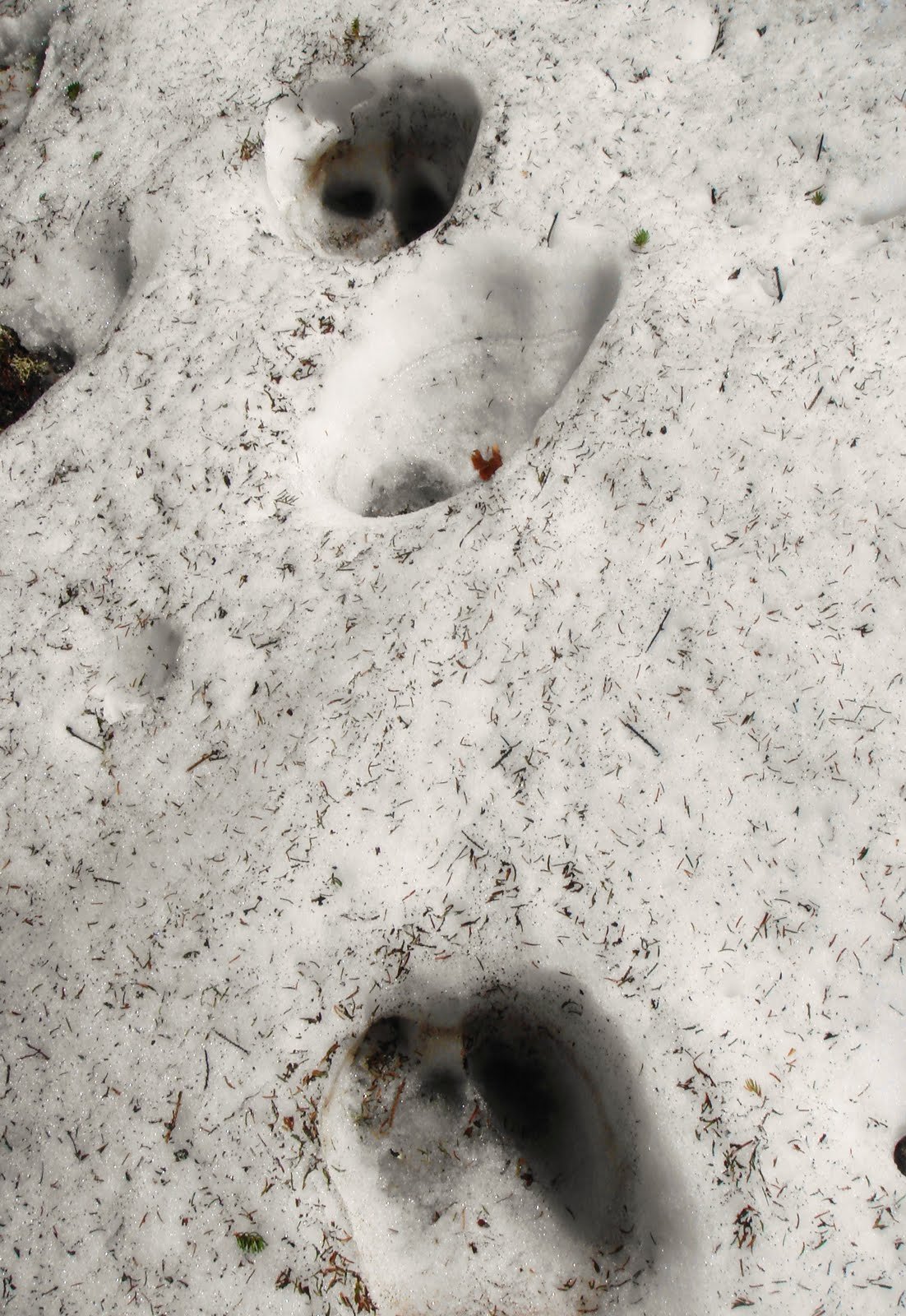 Следы куницы на снегу