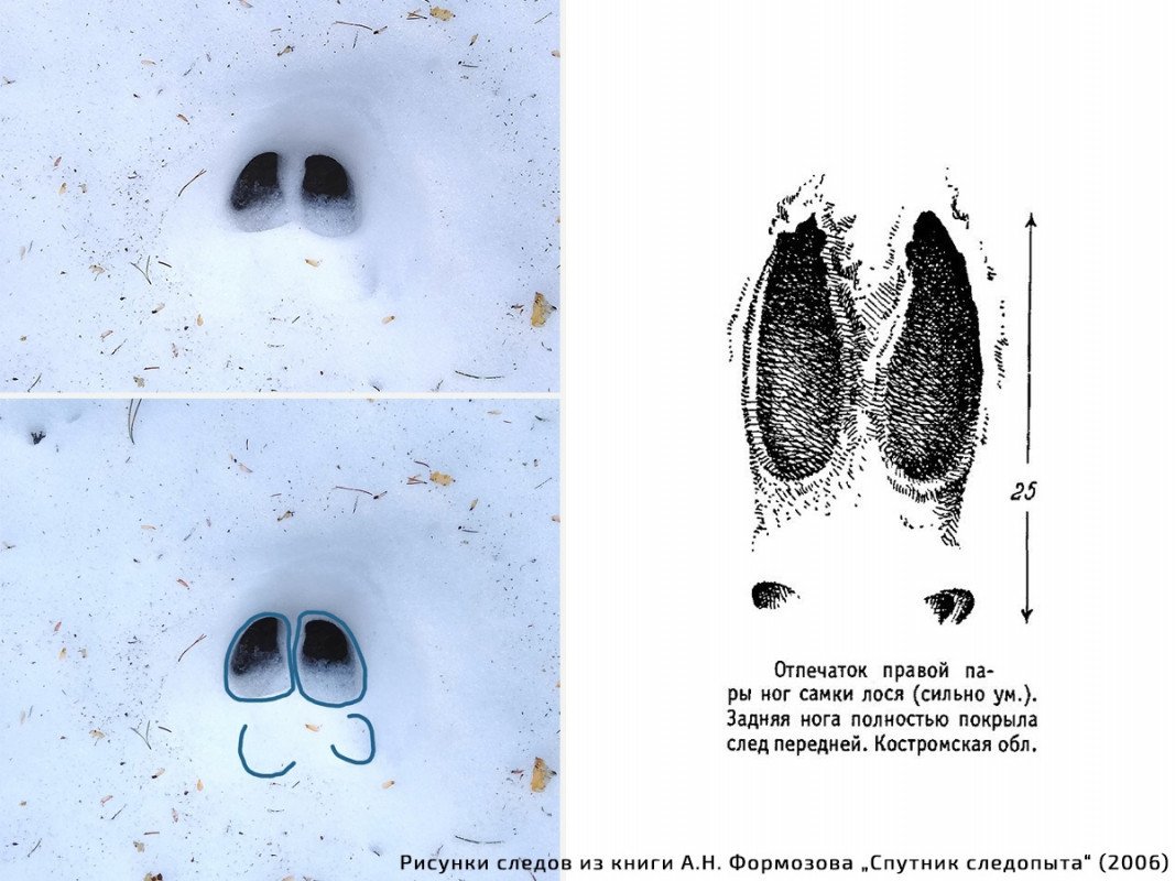Следы козленка