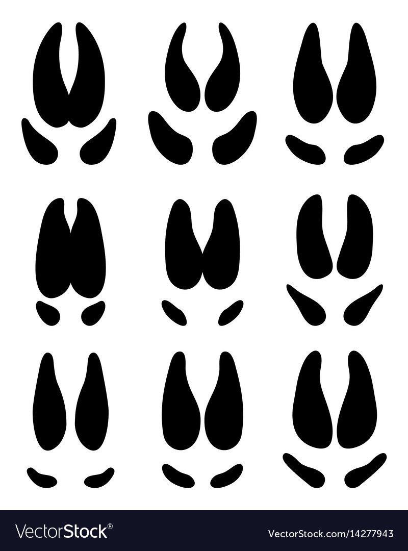 Следы животных кабан