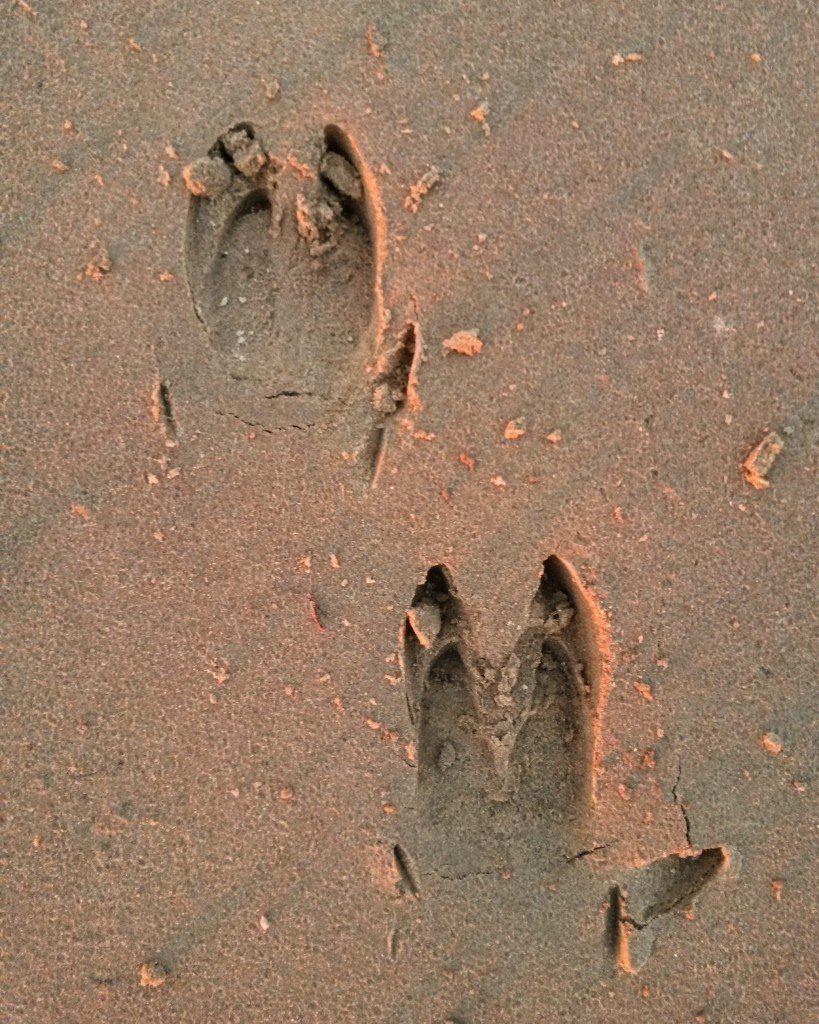 Следы кабана на снегу