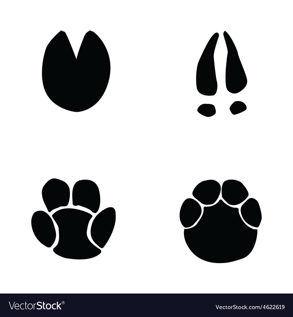 Картинки следы лося