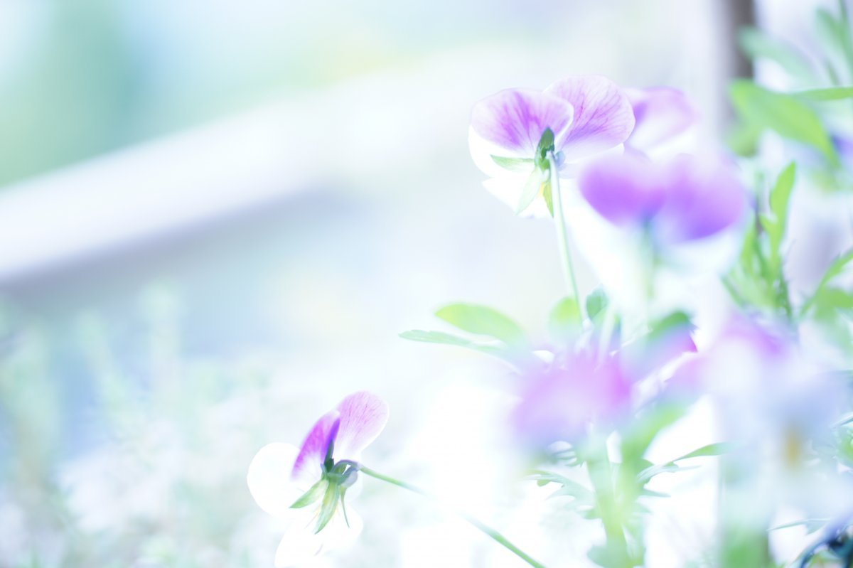 Весенние цветы фон