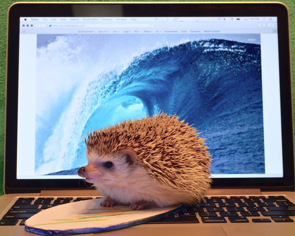 Ежик отдыхает