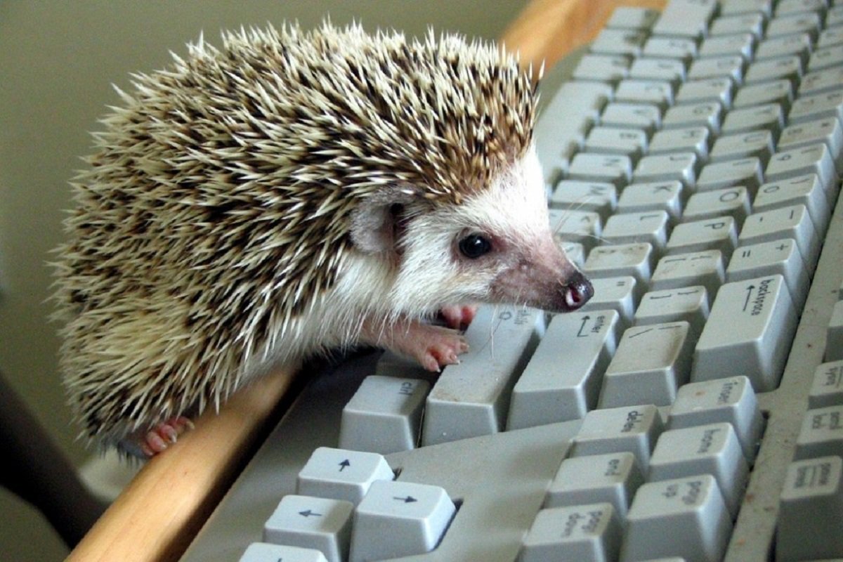 Ежик прикол