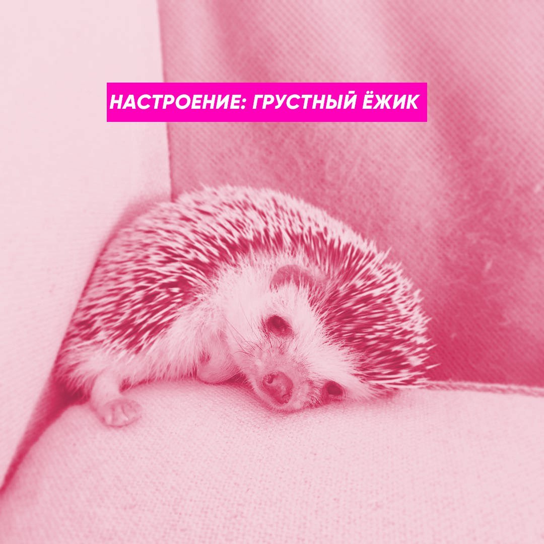 Настроение грустный Ежик