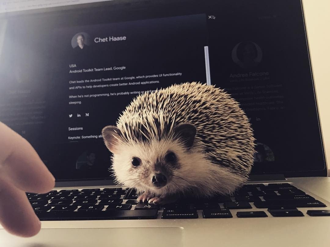 Ёжик Эстетика