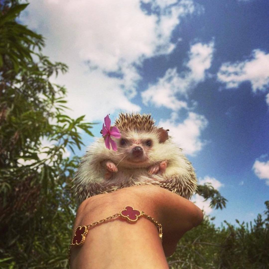 Открытка с ежиком