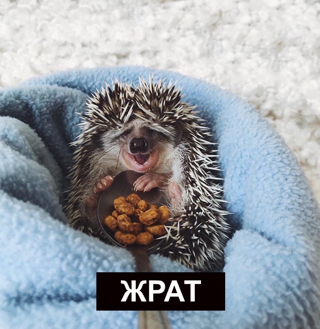 Ежики любовь