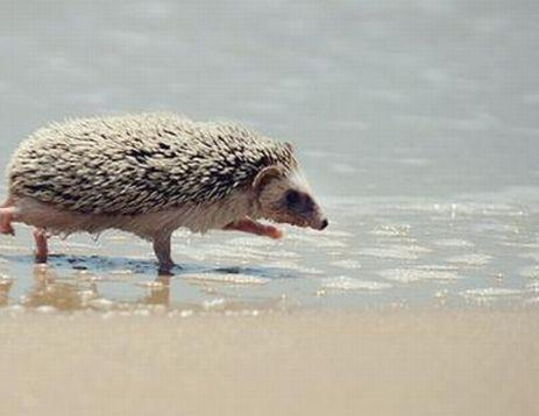 Ежик на корабле