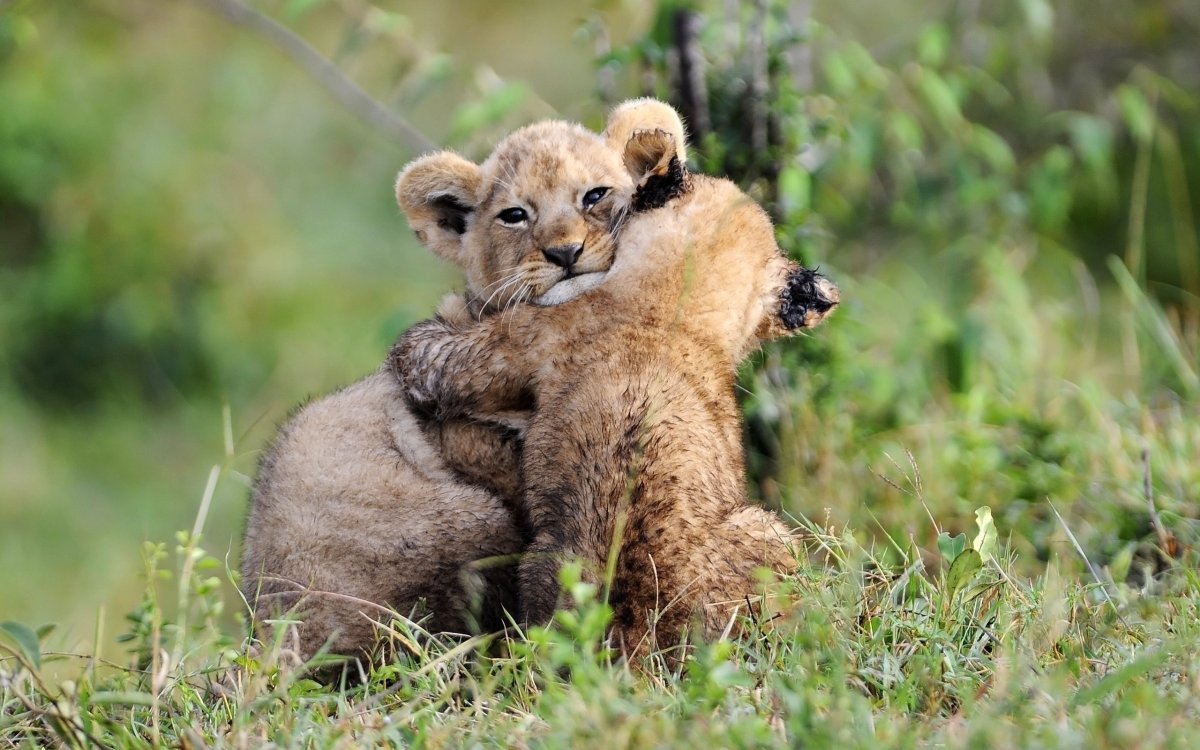 Львята обнимаются