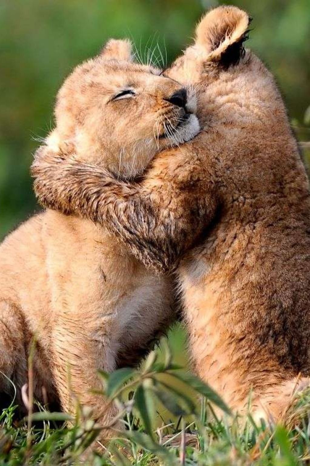 Объятия животных