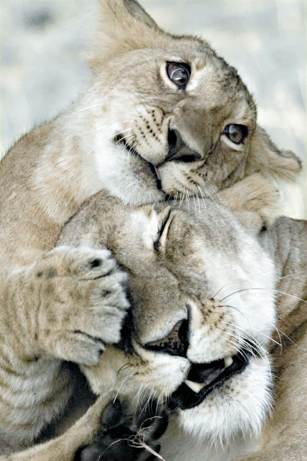 Праздник объятий