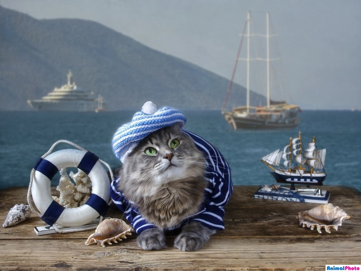 Коты моряки
