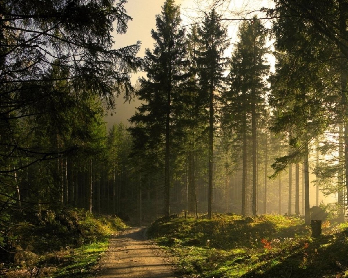 Красивый хвойный лес