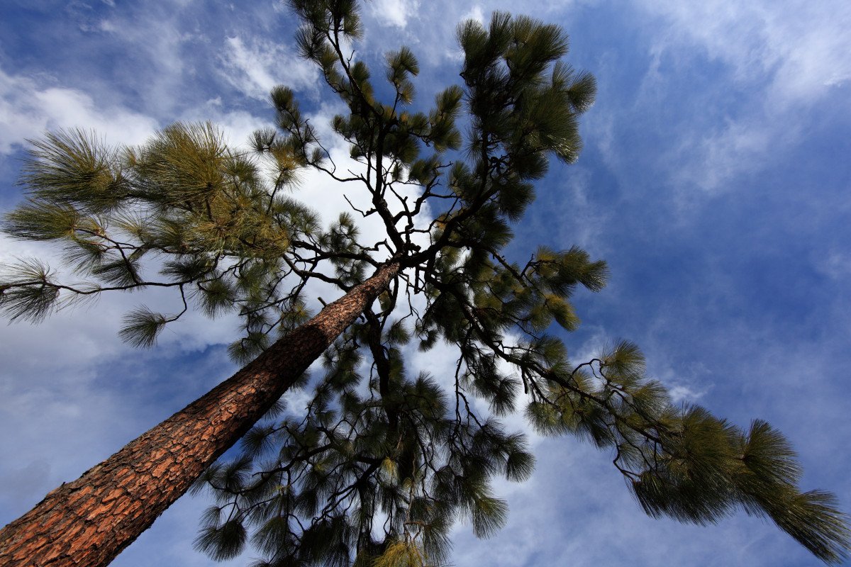 Сосна на фоне неба