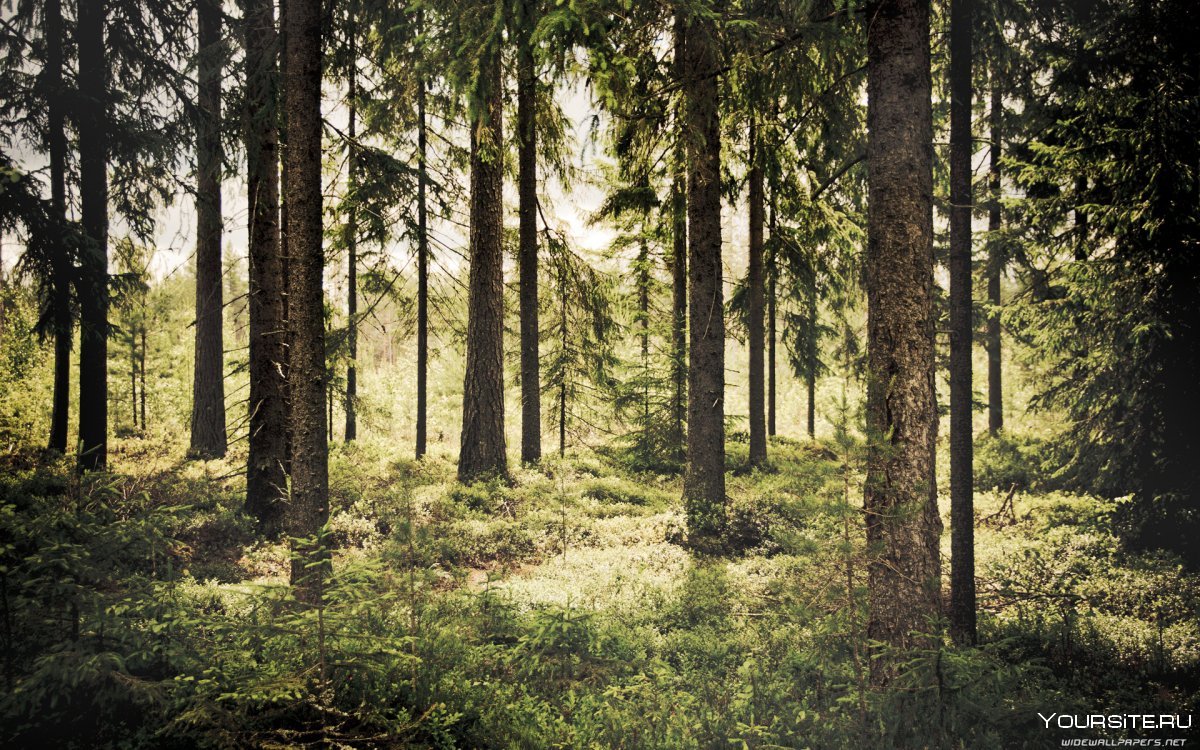 Сосновый лес панорама