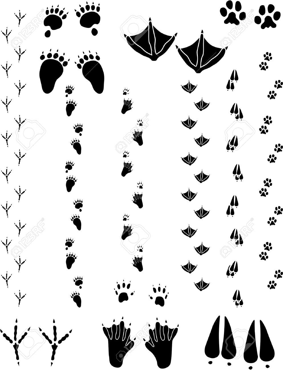 Следы разных животных