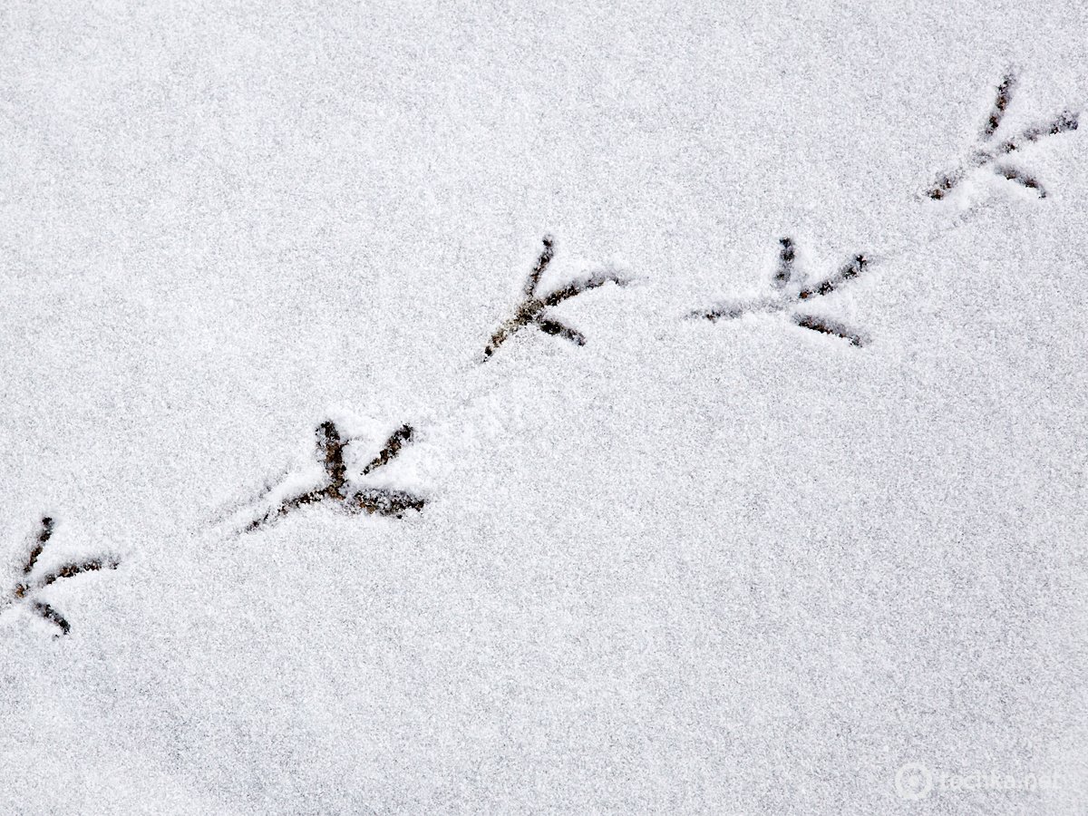 Следы синицы на снегу