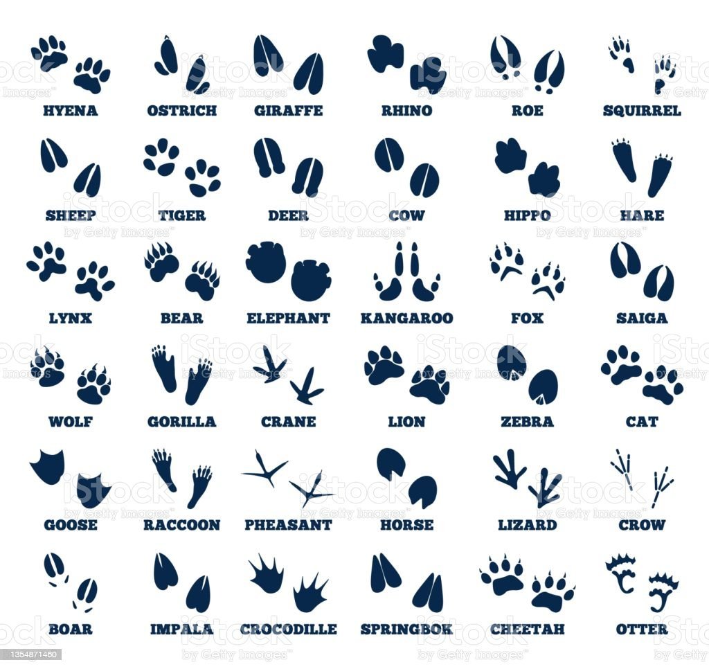 След динозавра силуэт