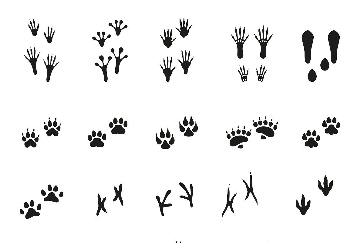 Следы голубя на снегу